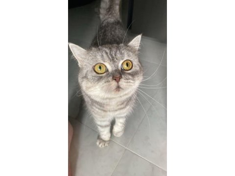 British shorthair yavrumuza yeni bir aile arıyoruz