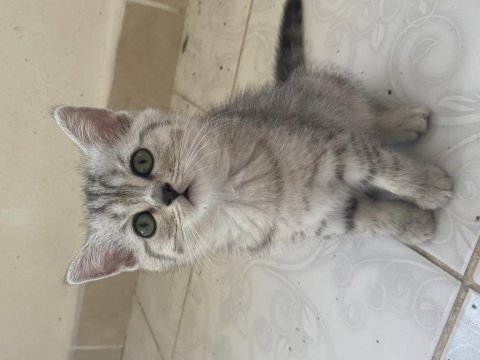 3 aylık dişi kedimiz