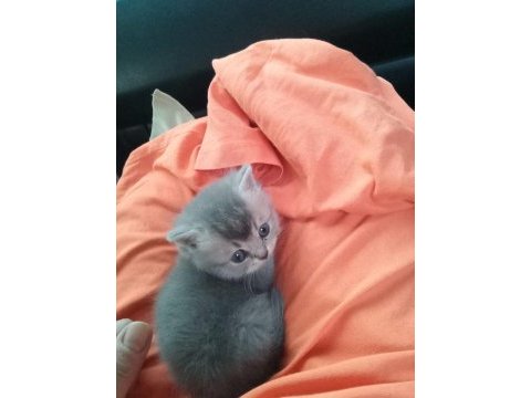 British shorthair yavrumuz 1 aylık