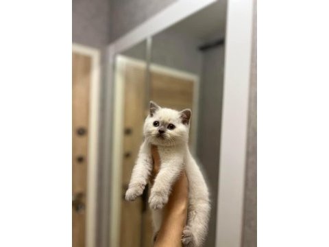 British shorthair blue point yavrularım 