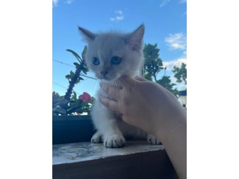 Kuru mama ve tuvalet eğitimli british shorthair