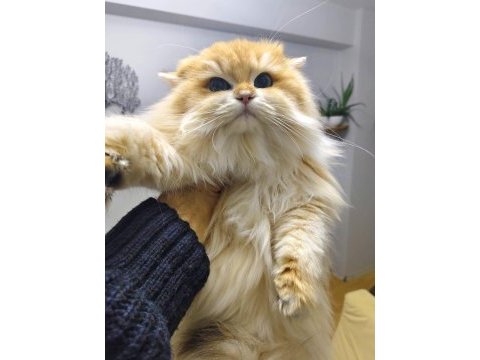 Üst düzey safkan golden ny12 super longhair erkek kedim
