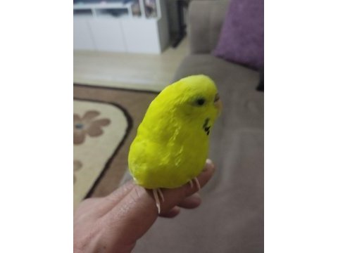 Konuşan muhabbet kuşu arayanlar