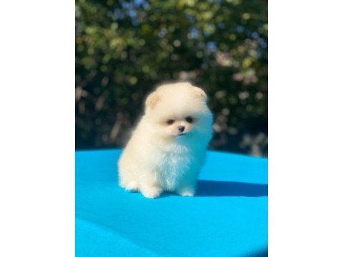 Pomeranian boo yavrular