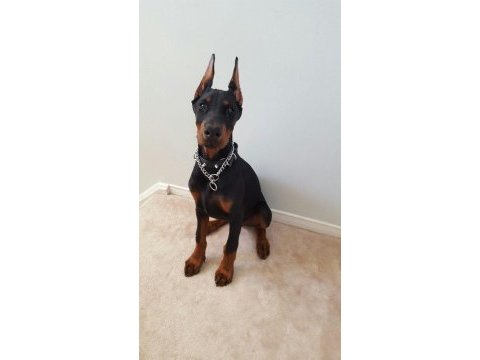 Heybetli estetikli doberman sağlık ve ırk garantili