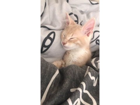 Kedi karamel