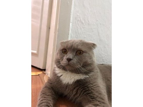 Çok tatlı 1.5 yaşında bir erkek scottish fold