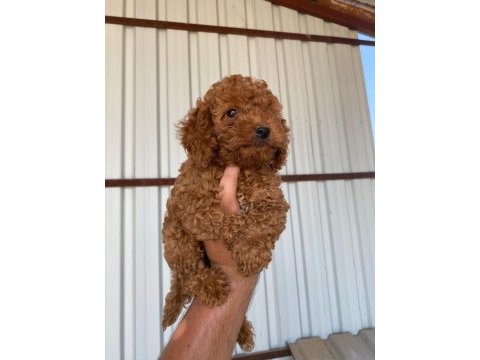 2 aylık erkek/dişi toy poodle