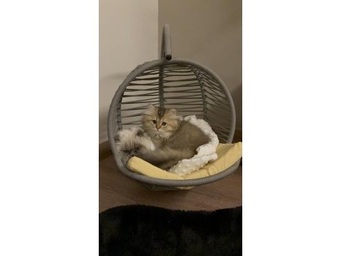 Aşıları bitti uygun british longhair