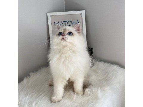 British shorthair ve british longhair safkan yavrular