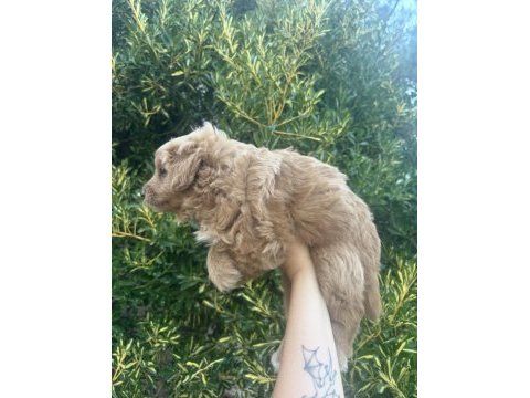 Mini doodle yavru ailesini bekliyor