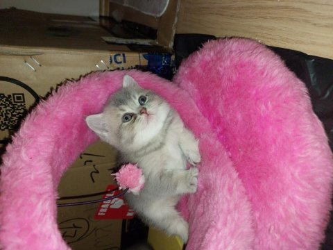 44 günlük scottish fold bebekler