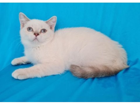 Scottish fold yavrular sahibinden