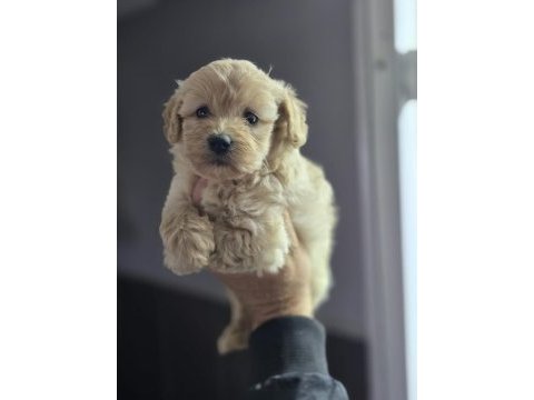 Mini maltipoo yavruları