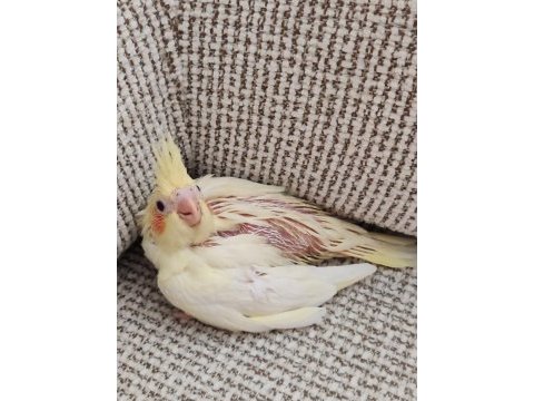Bebek sultan papağanı
