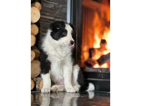 Border collie yavruları aşıları tam