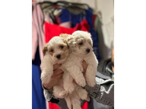 Maltipoo bebişlerimiz