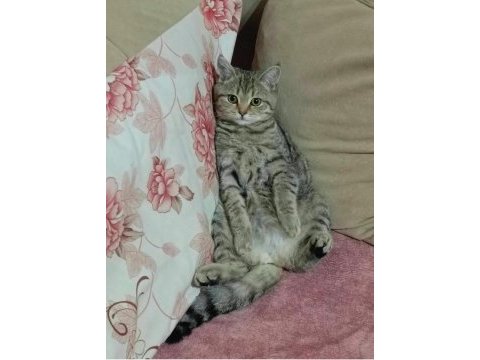 Kırma kedi british