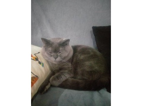 British shorthair kedisi