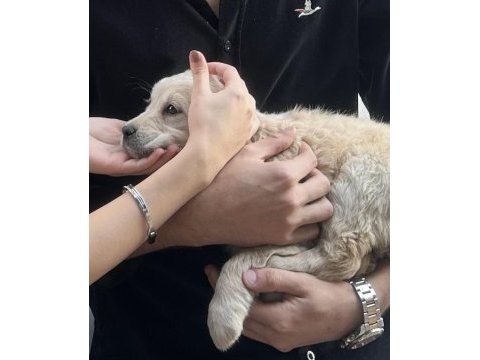 Yavru golden retriever