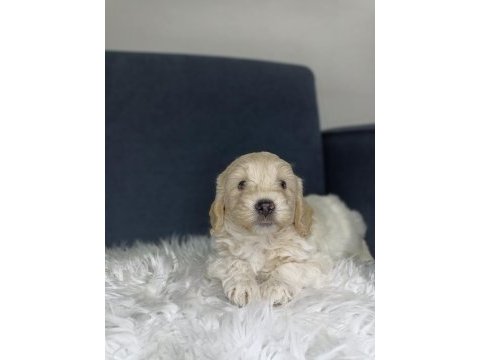Maltipoo bebekler