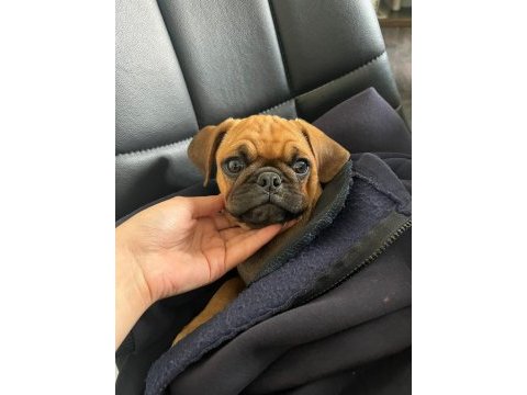 Pug yavru üsküdar
