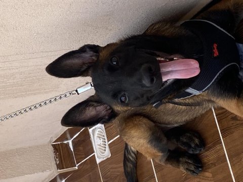 Aşıları tam malinois