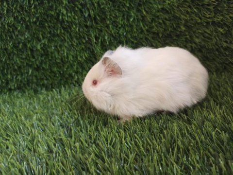 Guinea pig yavru aynı gün set halinde teslim edilir