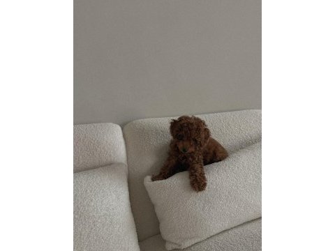  bir bakışta âşık olacağınız poodle