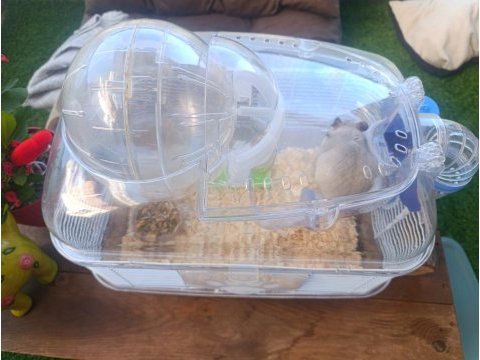 Hamster ve yuvası