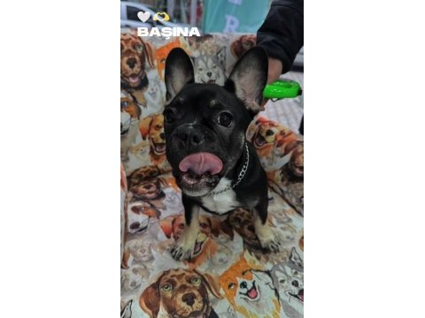 Ücretli french bulldog eğitimli