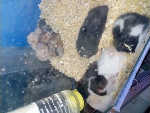 Yavru hamsterlar