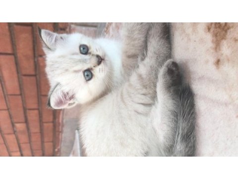 2 dişi ve 1 erkek british shorthair yavrular