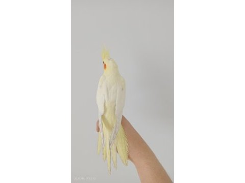 2 aylık lutino sultan papağanı