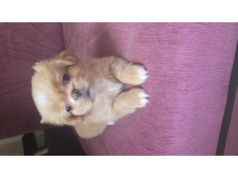 2 aylık yavru pekinez köpekler