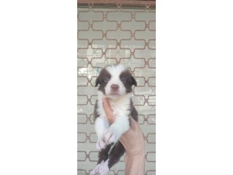 Kahverengi beyaz border collie yavru