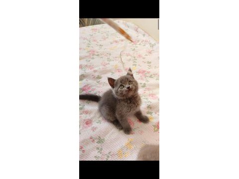 Gri lilac dişi erkek safkan yavru kediler