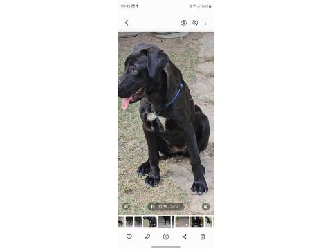 Köpeğimize çok çok acil yuva