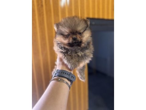 Safkan pomeranian boo orange