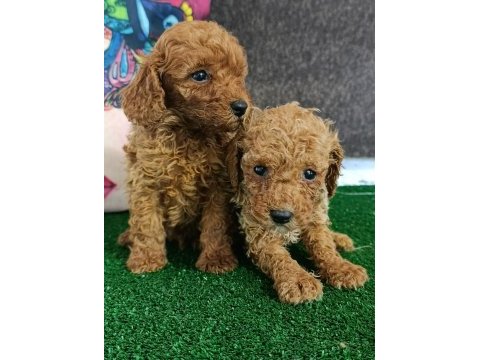 Toy poodle yavrularımız