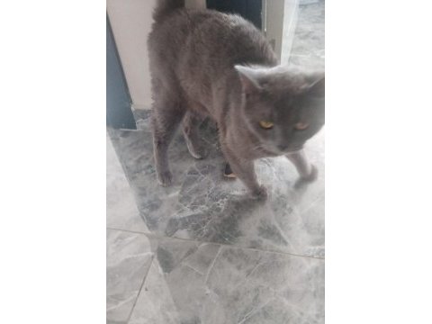 Uysal aşılı kısırlaştırılmış cins kedimiz ücretsiz