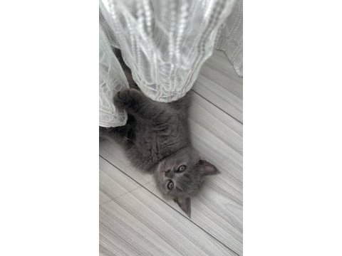 Kaliteli sağlıklı british shorthair yavrular