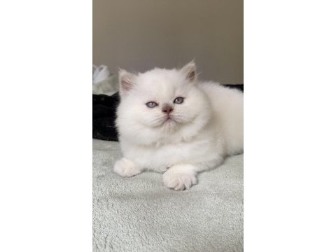 Safkan british shorthair kardeşler