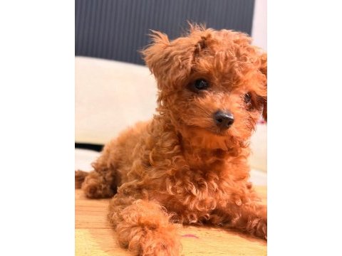 Poodle evin en miniği kendine yuva arıyor