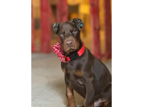 Şampiyondan üst kalite şecereli yavru doberman