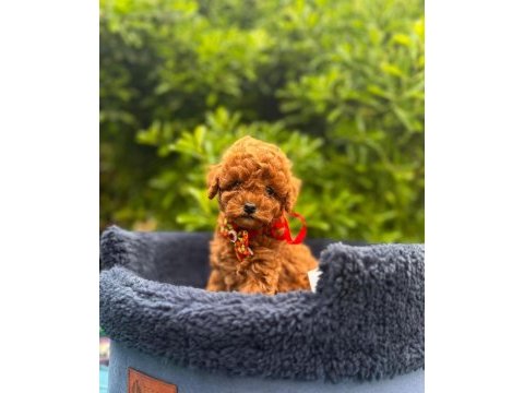 Show kalite toy poodle yavrular