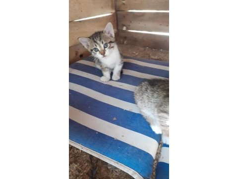 3 kardeşe sahip aranıyor kedilere