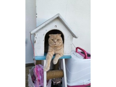Saf ırk scottish fold