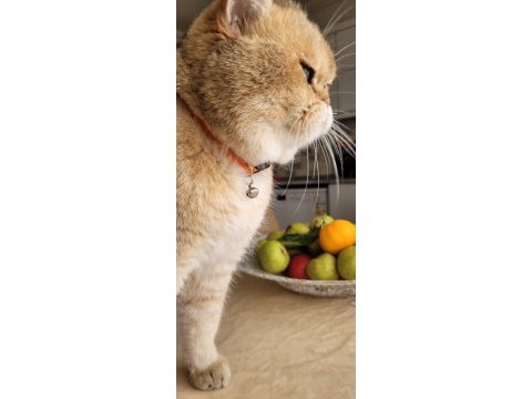 Orijinal safkan 2 yaşında erkek british aşıları tam