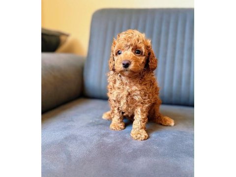 Toy poodle red brown yavrular